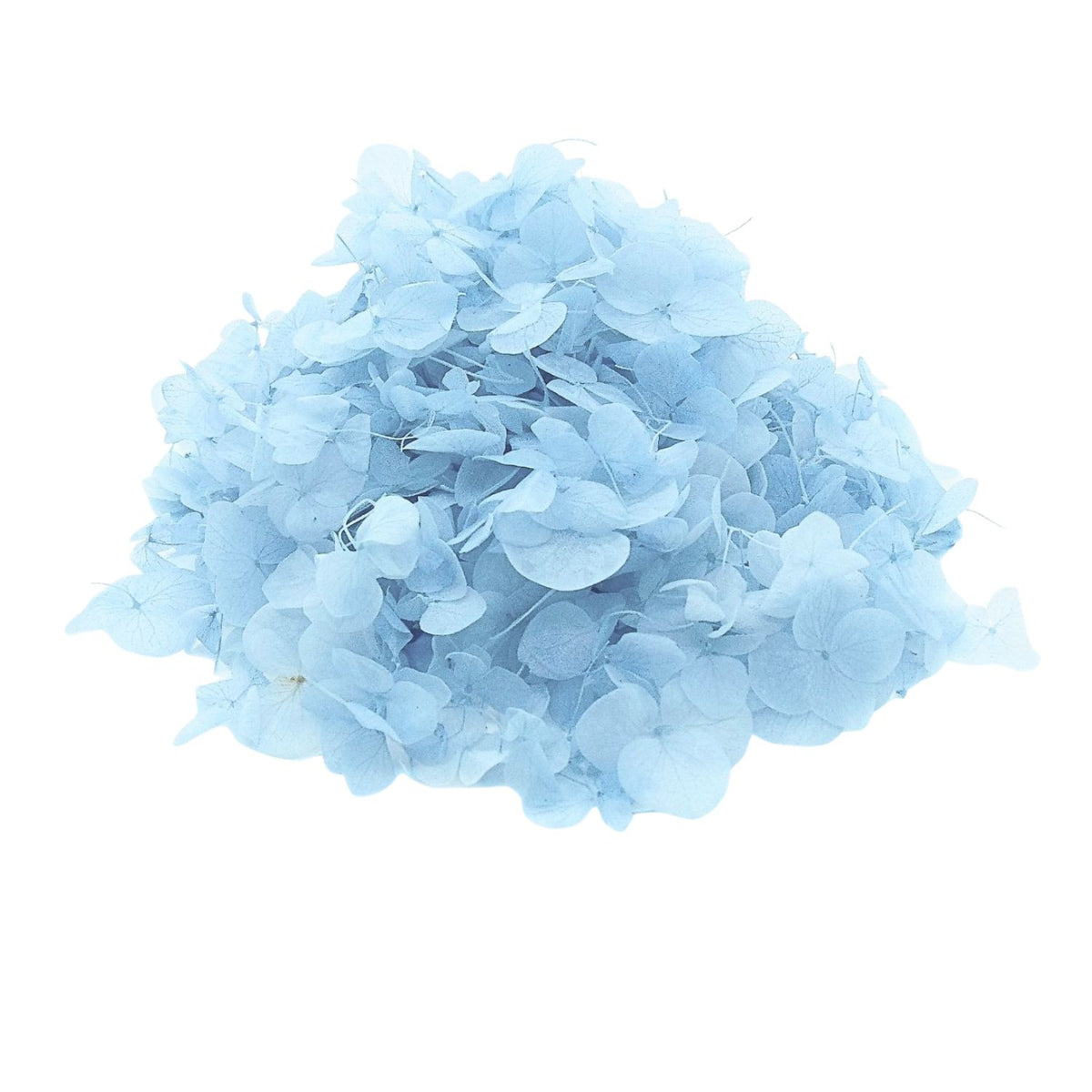 Petit pétales d'hortensia bleu ciel - Confettis de Fleurs