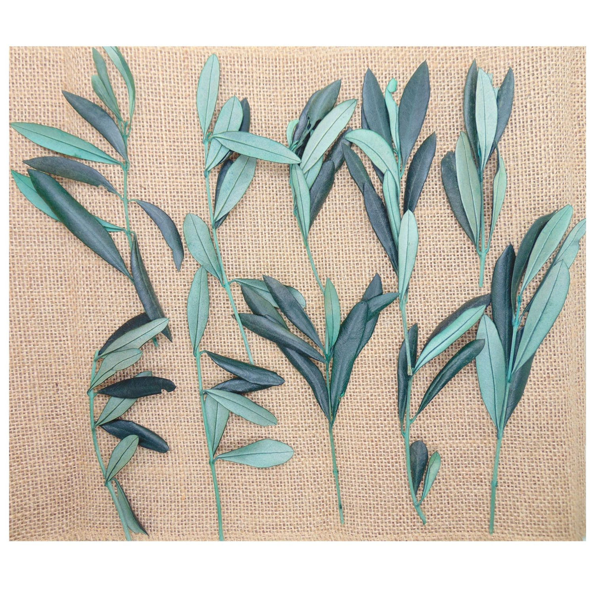 Rameaux d'olivier en branche - Lot de 10