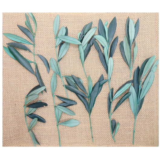 Rameaux d'olivier en branche - Lot de 10