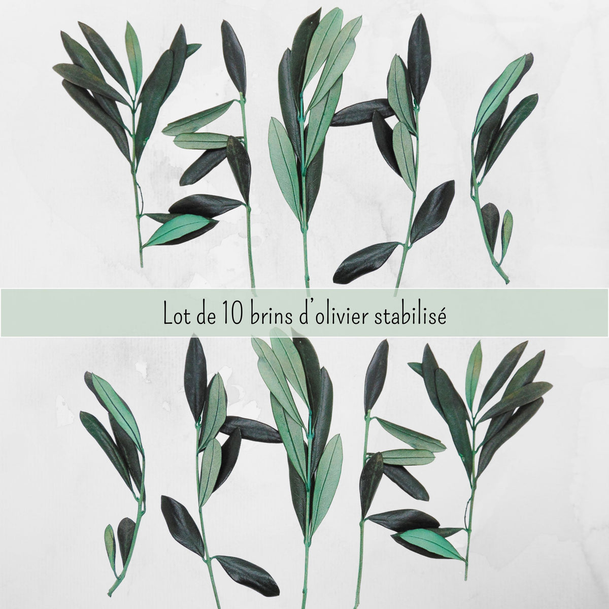 Rameaux d'olivier en branche - Lot de 10