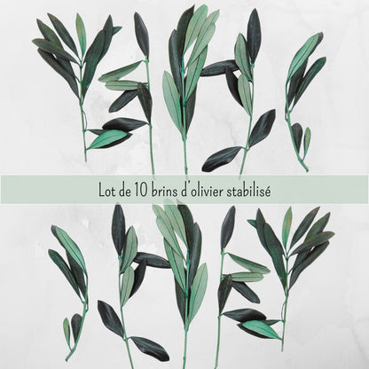 Rameaux d'olivier en branche - Lot de 10