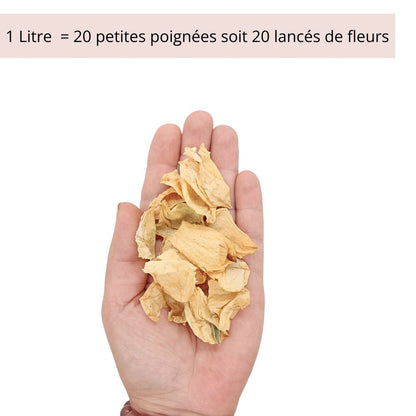 Sahara - Pétales de roses beige sable