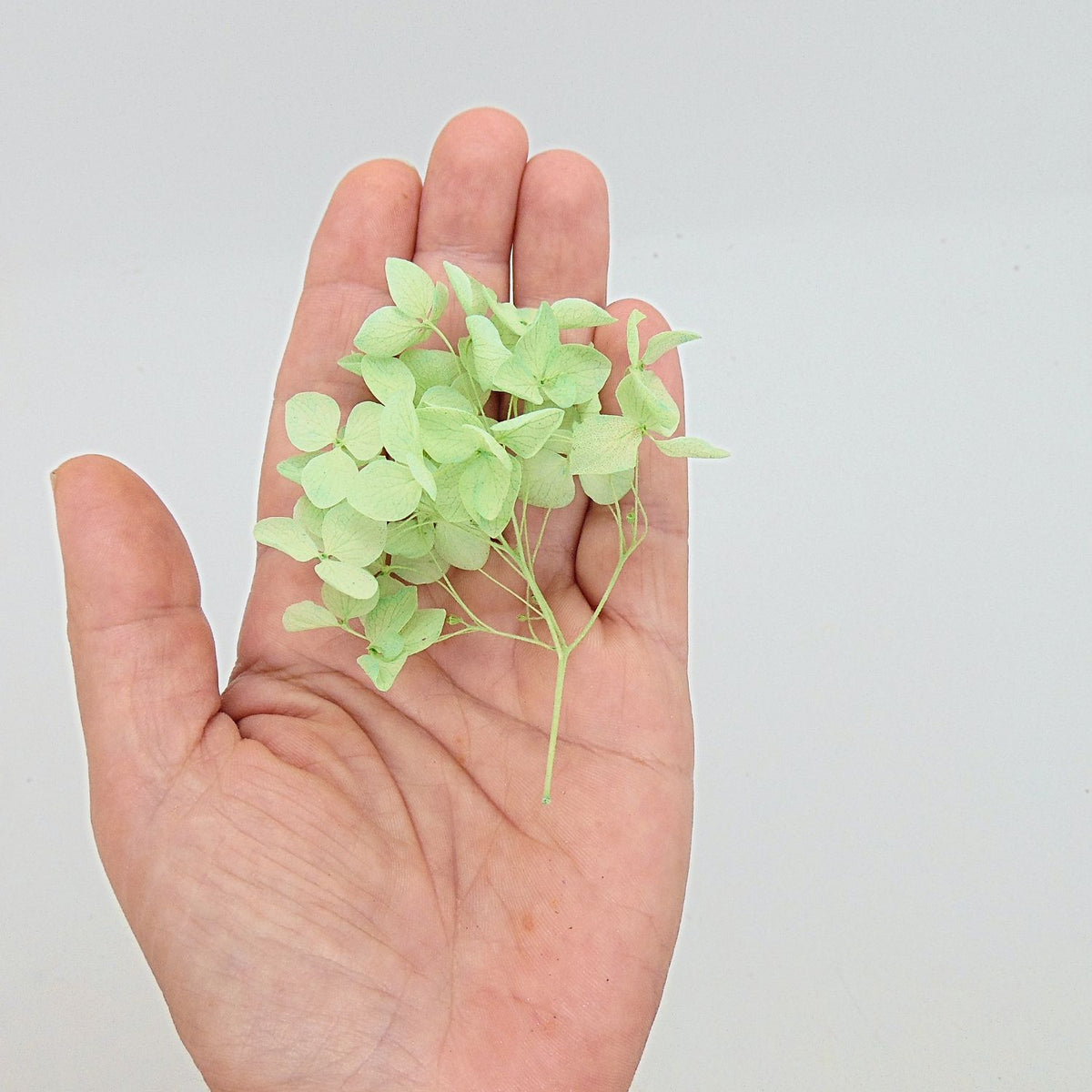 Brins d'Hortensia Stabilisé Blanc – Décoration Mariage