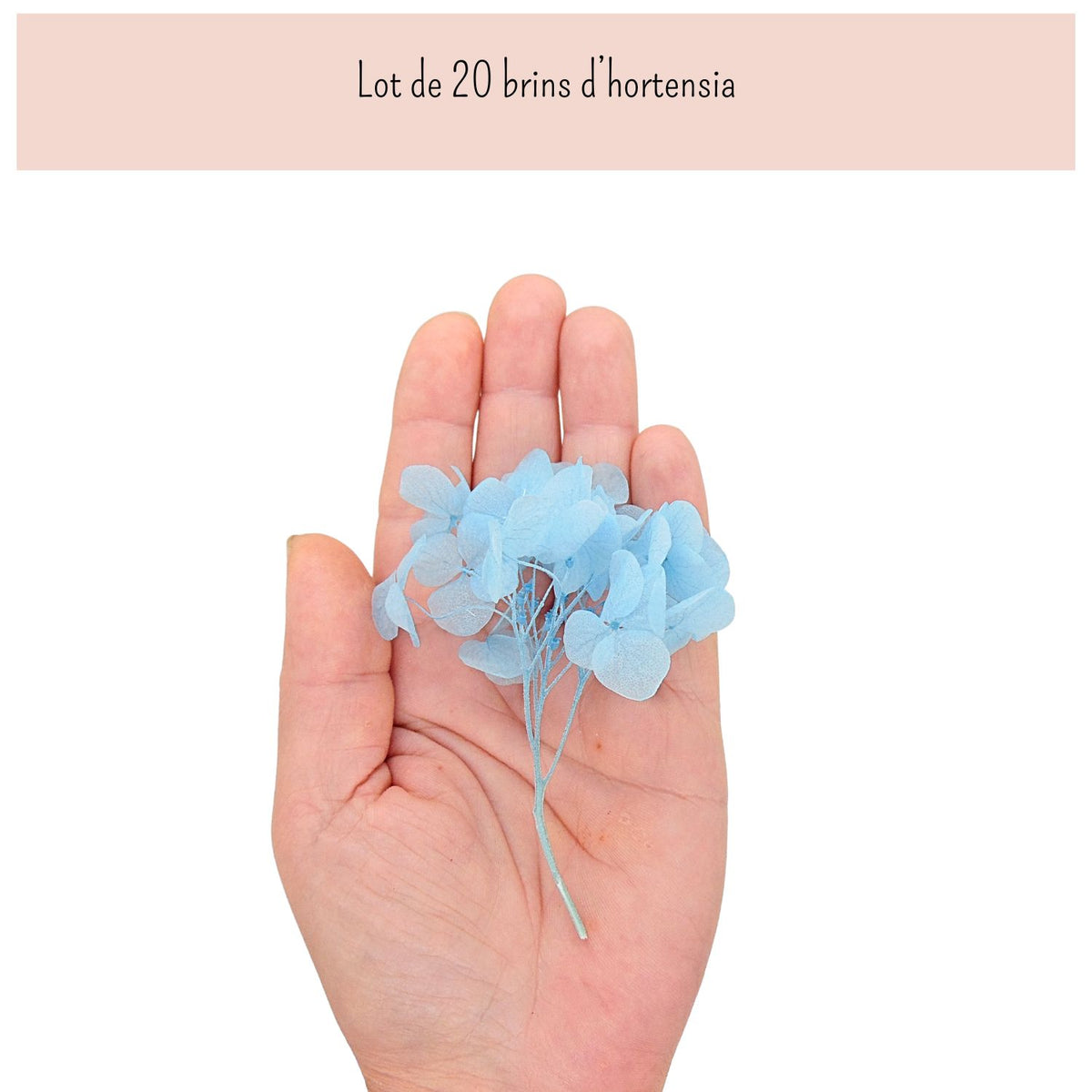 Brins d'Hortensia Stabilisé Blanc – Décoration Mariage
