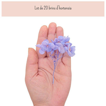 Brins d'Hortensia Stabilisé Blanc – Décoration Mariage
