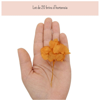 Brins d'Hortensia Stabilisé Blanc – Décoration Mariage