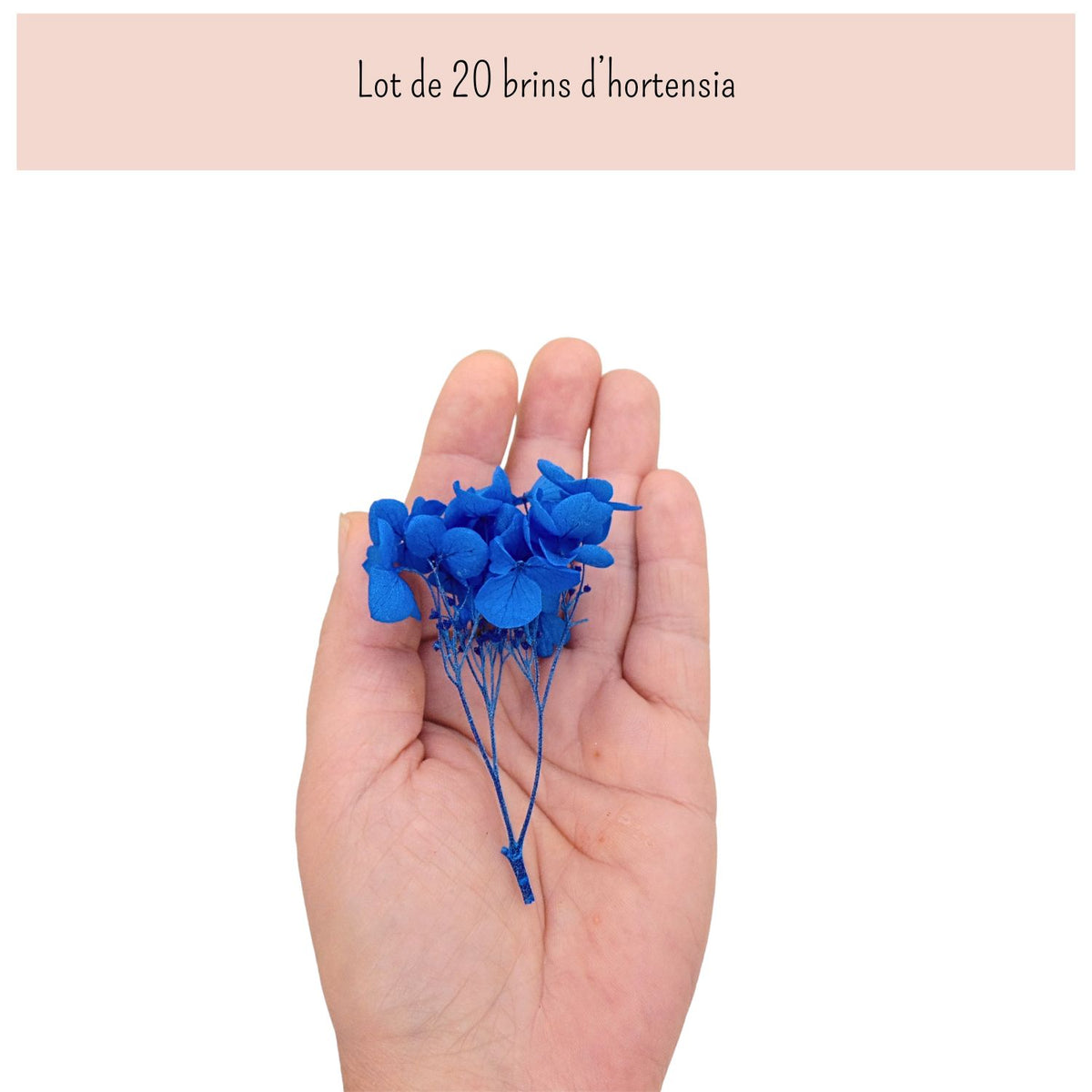Brins d'Hortensia Stabilisé Blanc – Décoration Mariage