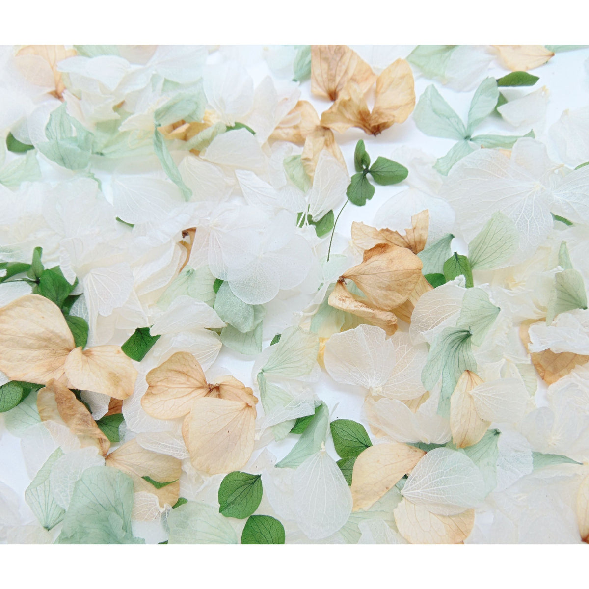 Glam - Pétales d'hortensia - Confettis de Fleurs mariage | Vert - Blanc - Beige