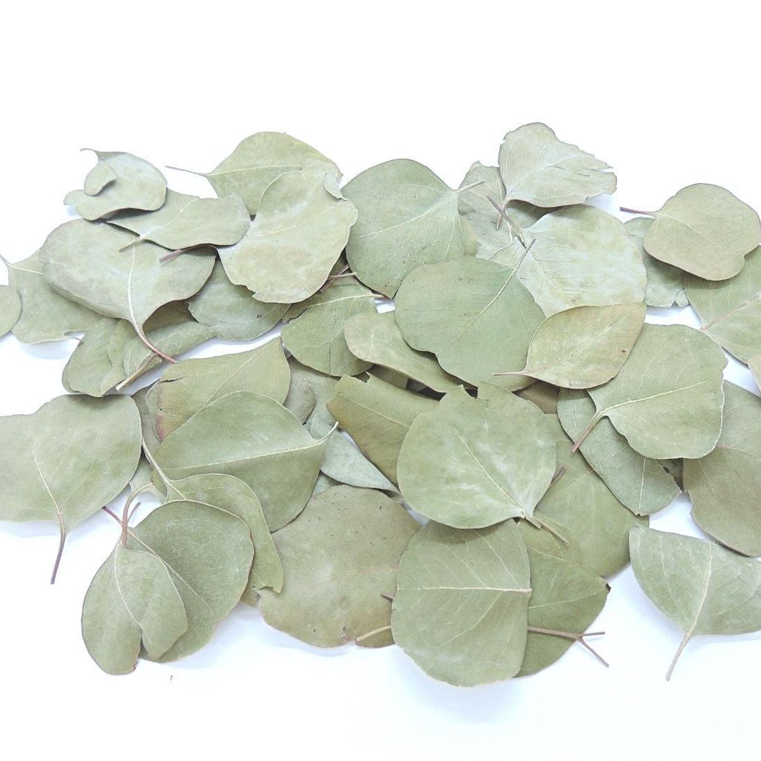 Eucalyptus Feuilles séches - Décoration de Mariage