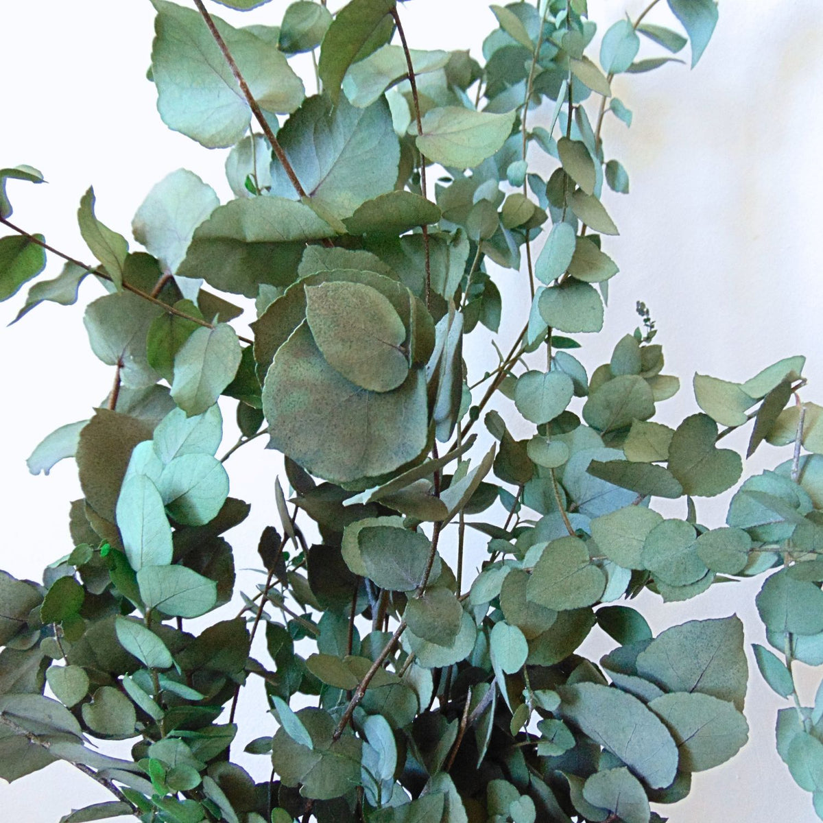 Bouquet Eucalyptus stabilisé Stuartiana Vert