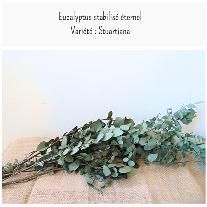 Bouquet Eucalyptus stabilisé Stuartiana Vert