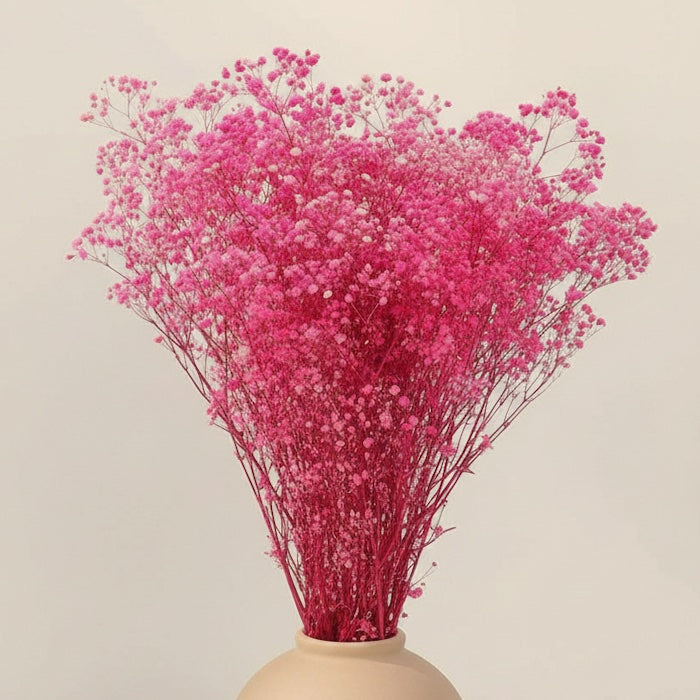 Gypsophile Rose séchée et préservée Mariage
