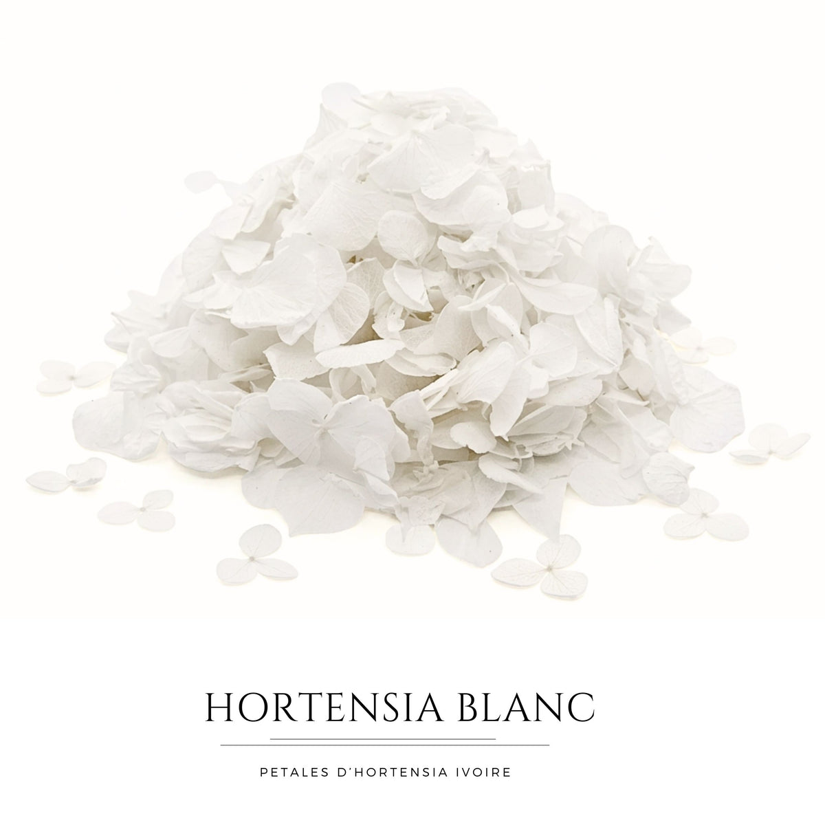 Pétales d'Hortensia séché blanc - Confettis de Mariage