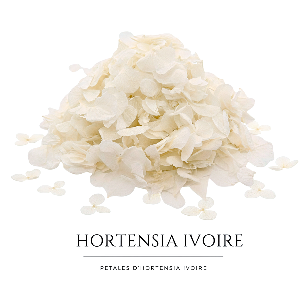 Pétales d'Hortensia séché ivoire - Confettis fleurs Mariage