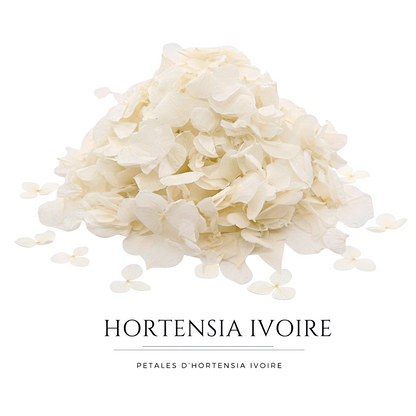 Pétales d'Hortensia séché ivoire - Confettis fleurs Mariage