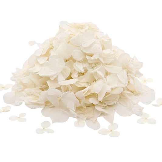 Pétales d'Hortensia séché ivoire - Confettis fleurs Mariage