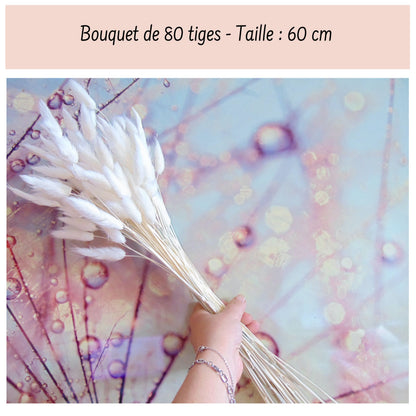 Botte de Lagurus Ovatus séché Blanc