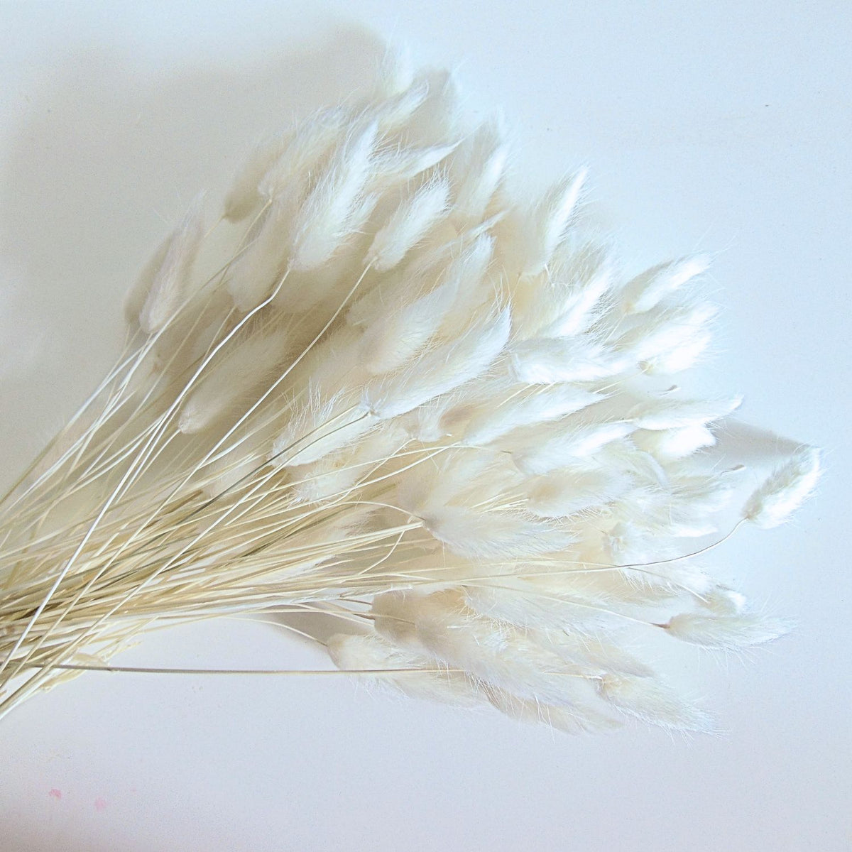Botte de Lagurus Ovatus séché Blanc