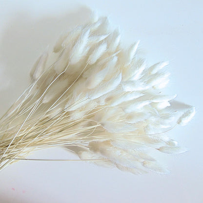 Botte de Lagurus Ovatus séché Blanc