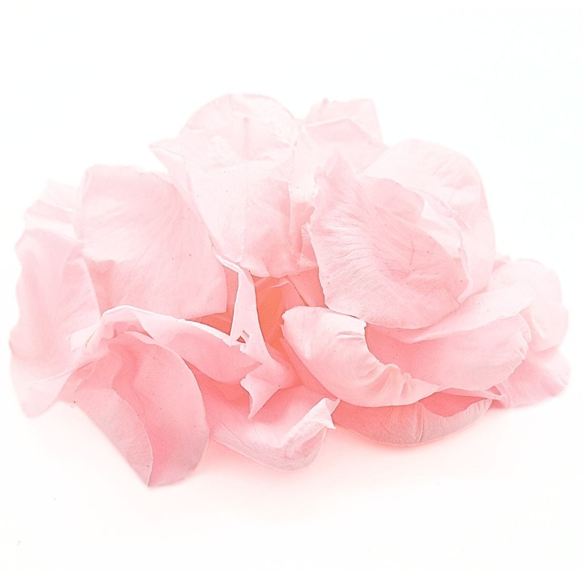 Rosa - Pétales de rose éternelle rose