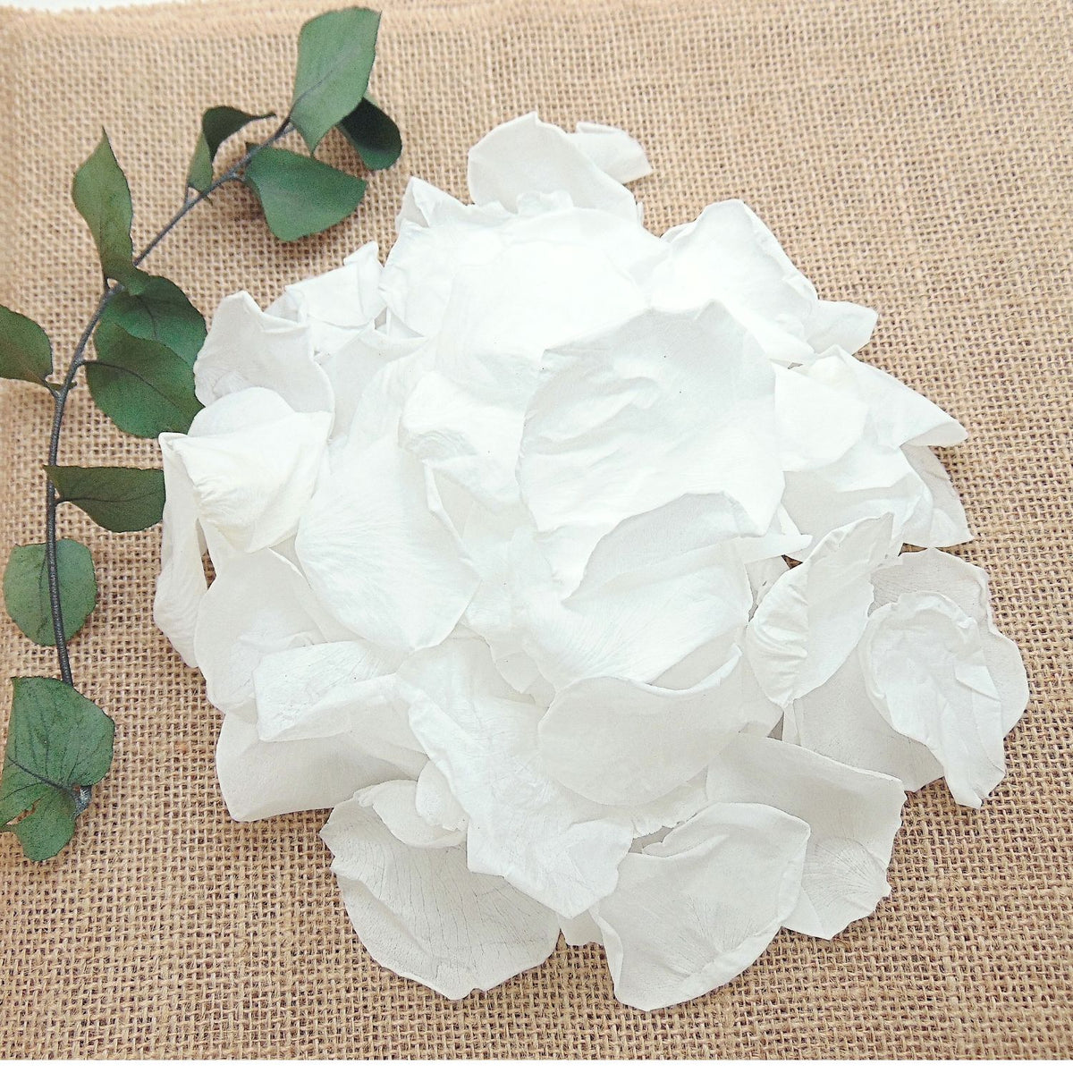 Intemporelle - Pétales de rose blanches éternelle