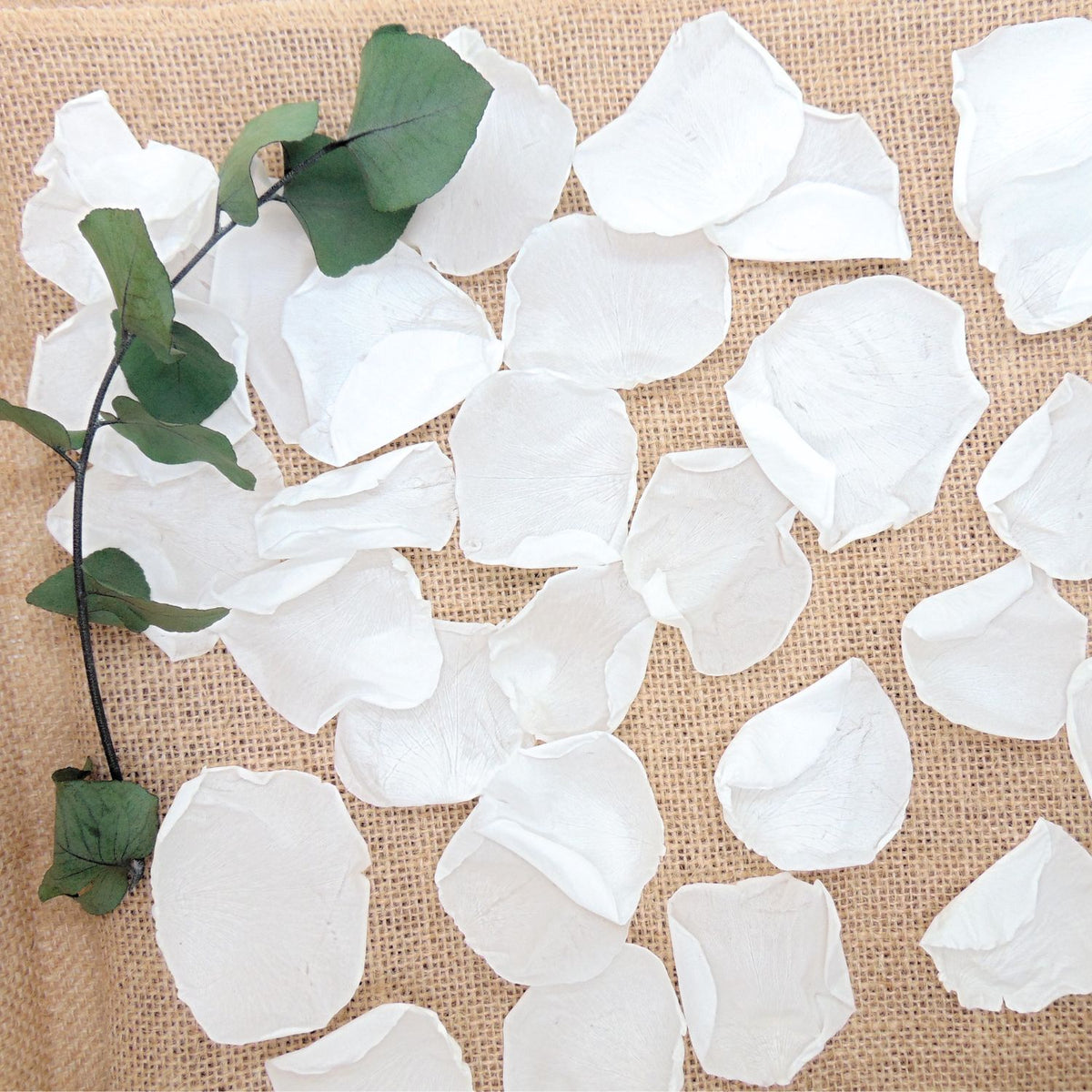Intemporelle - Pétales de rose blanches éternelle