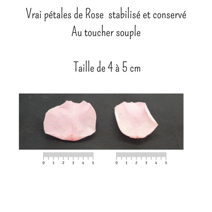 Girly - Pétales de rose éternelle blanche et rose
